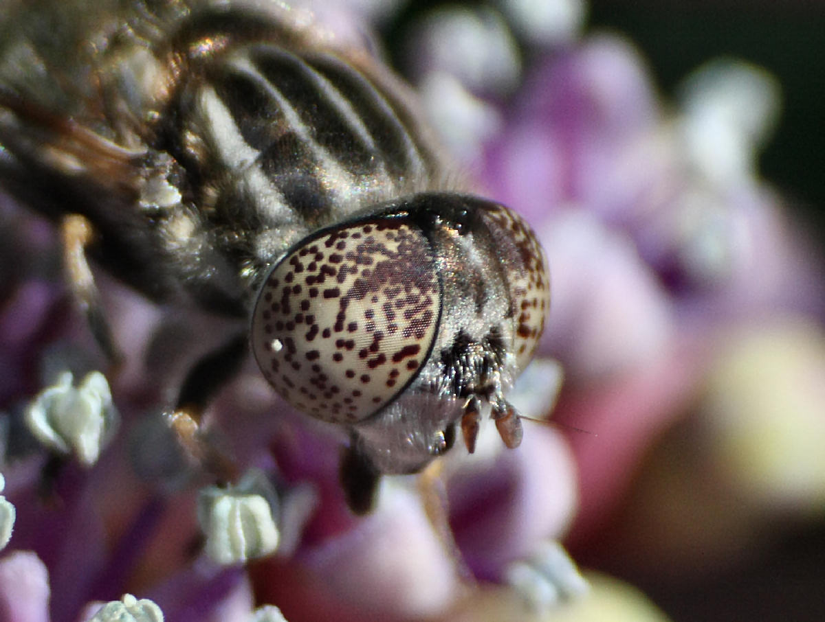 Eristalinus aenus ?